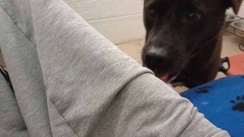 Rufus 9y A849852@TRN, from kennel 184 PACC shelter was our intro meeting all goes ~groovy20251207848