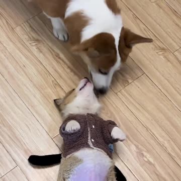 My Corgi Thinks the Tiny Dog is His Toy