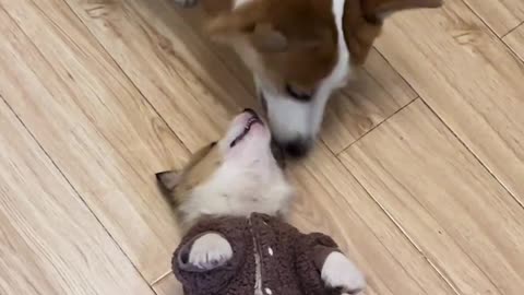 My Corgi Thinks the Tiny Dog is His Toy