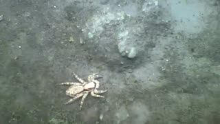 Jumping spider caught on cam next to flower and plants [Nature & Animals]