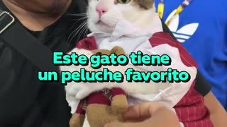 La tierna reacción de un gato cuando le quitan y le devuelven su peluche