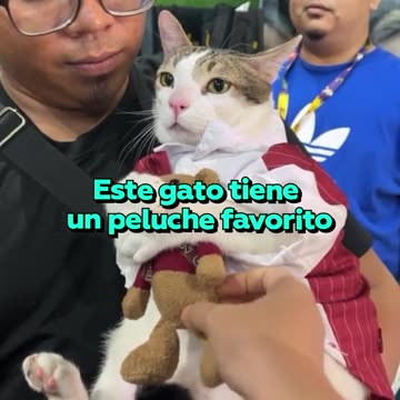 La tierna reacción de un gato cuando le quitan y le devuelven su peluche