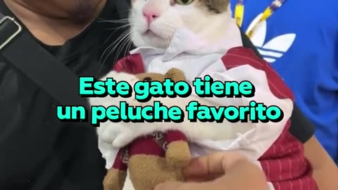 La tierna reacción de un gato cuando le quitan y le devuelven su peluche