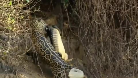 "The Ultimate Battle: Jaguar vs. Crocodile – Who Will Win?"