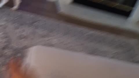 Never Put Dog Toys On The Mantle