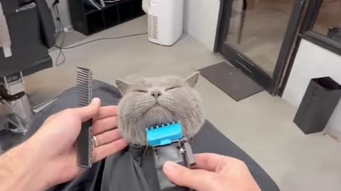 POV - HAPPY TO SEE MY FAVOURITE CUSTOMER @Razor 😊 #pov #cat #catgrooming #catlife #SATISFYING