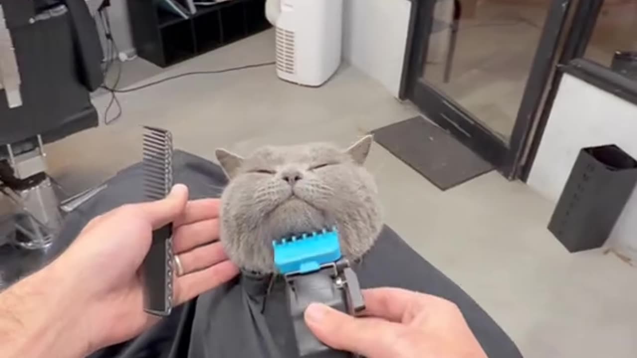 POV - HAPPY TO SEE MY FAVOURITE CUSTOMER @Razor 😊 #pov #cat #catgrooming #catlife #SATISFYING
