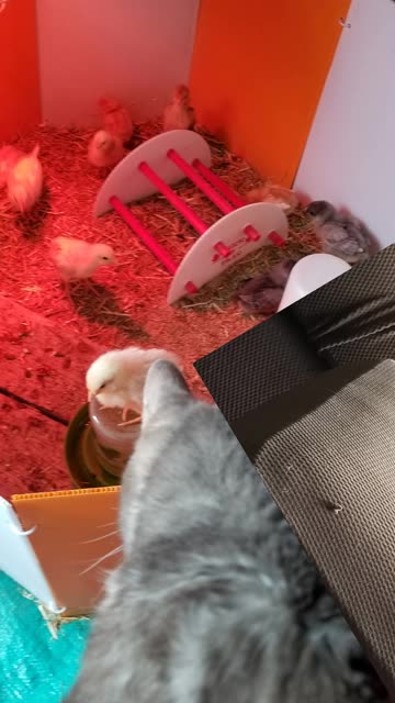 There's very little to complain about when you have your own personal throne. #SparklegleamFarm