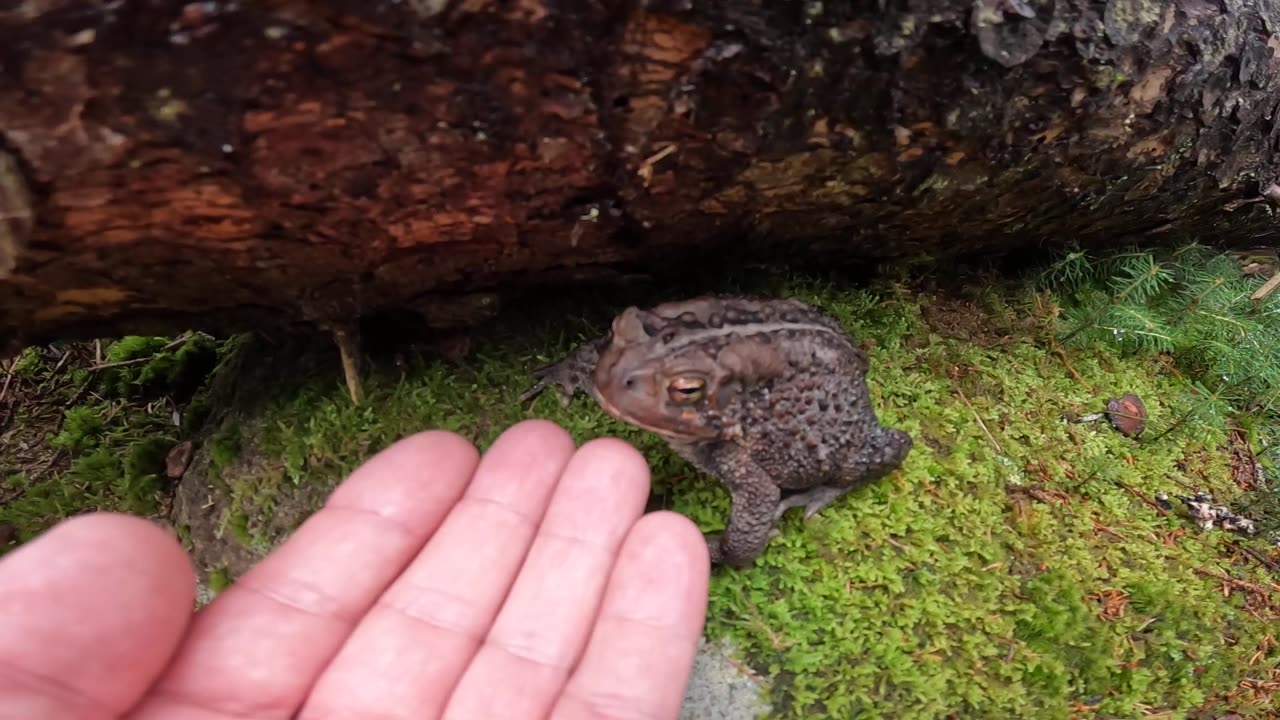 American Toad