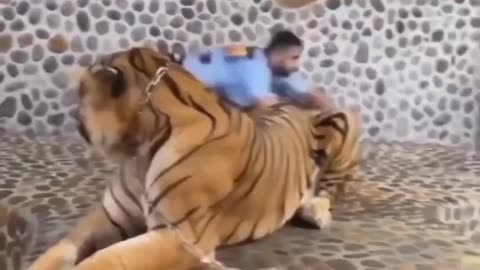 Don’t worry, he doesn’t bite 🐅😁