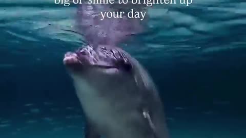 Smiles are contagious, happy dolphin