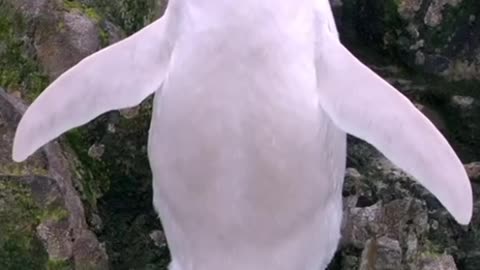 A rare leucistic gentoo Penguin spotted in Antarctica