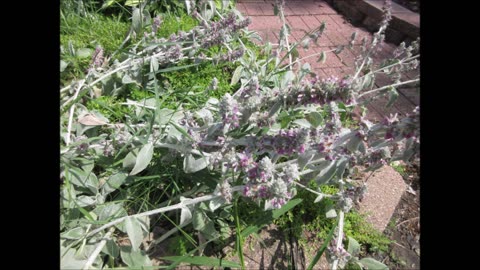 Bath Soaks Lambs Ear June 2023