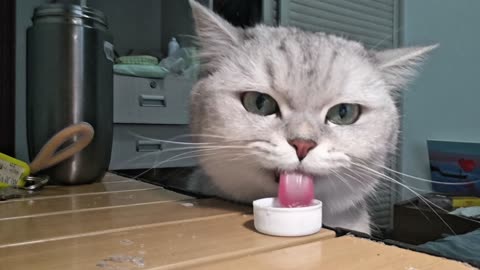 A cat drinking water