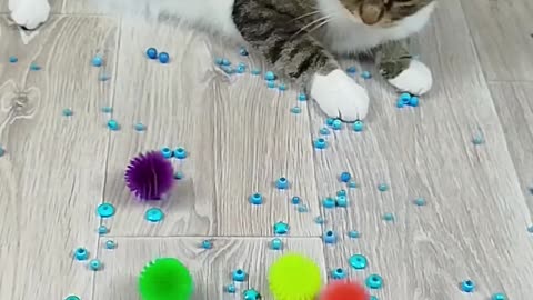 Adorable Animals in Action – Funny & Cute Moments