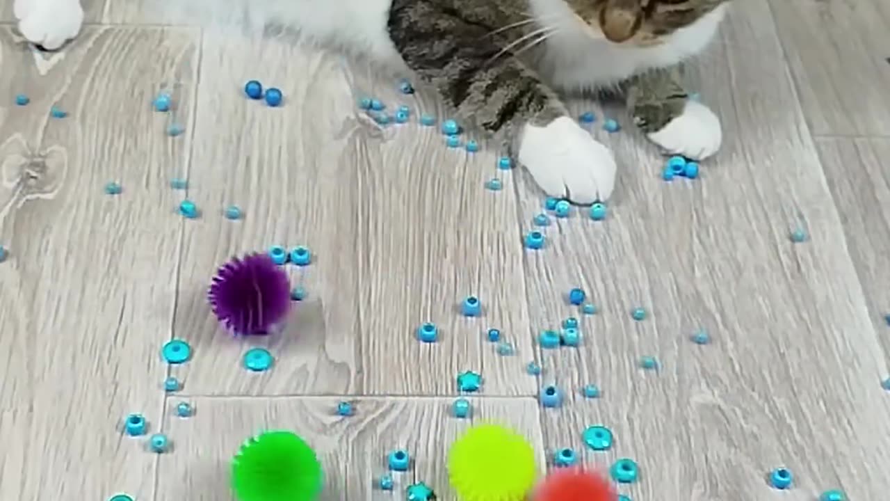 Adorable Animals in Action – Funny & Cute Moments