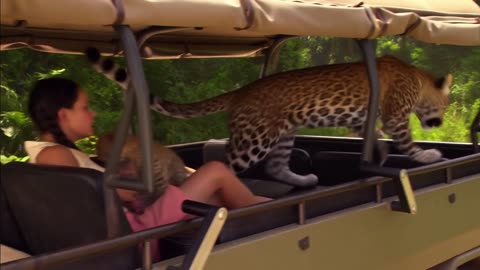 What happened to the girl? Will the tiger really attack the girl?