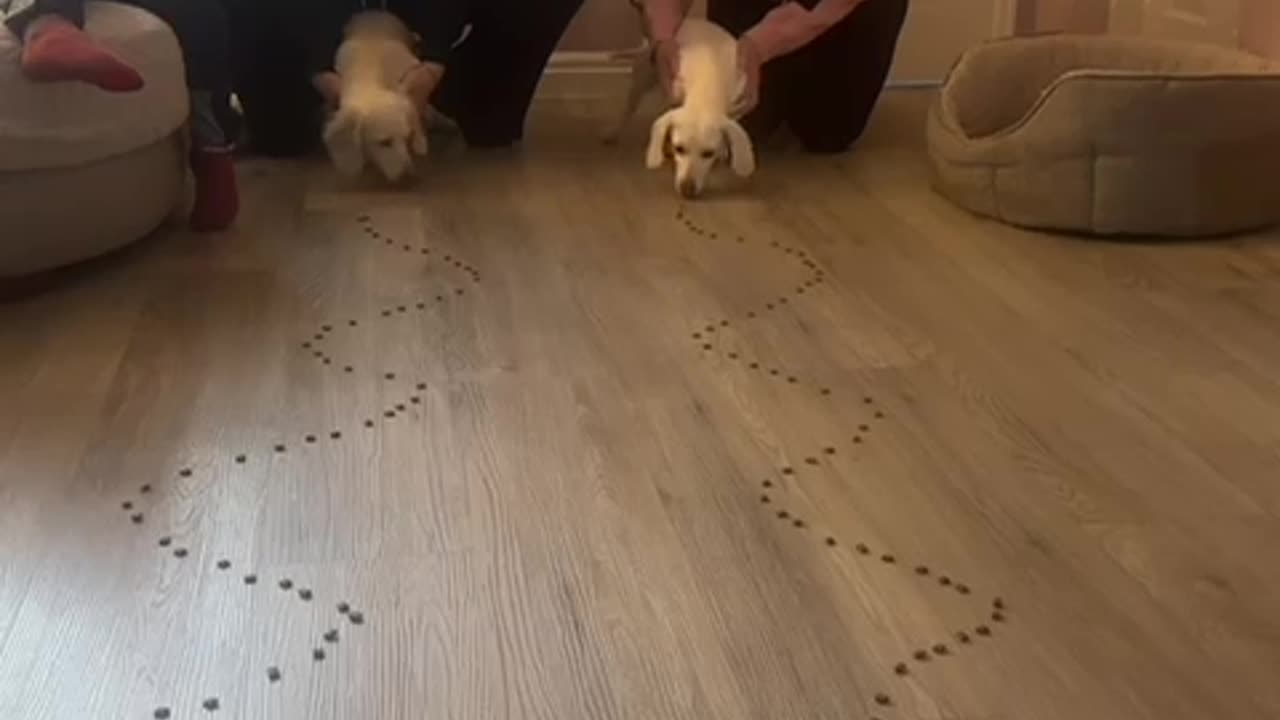 Wiener Dog Race