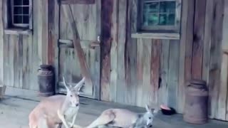 Rescue the poor kangaroos