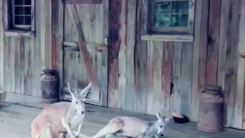 Rescue the poor kangaroos