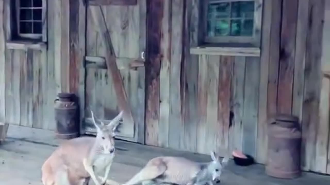 Rescue the poor kangaroos