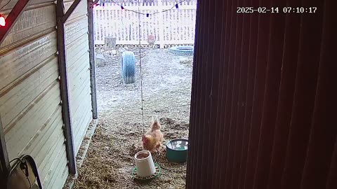 Happy Chicken Valentine! ♥
