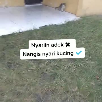 Funny Cat Video 49 - looking for a cat