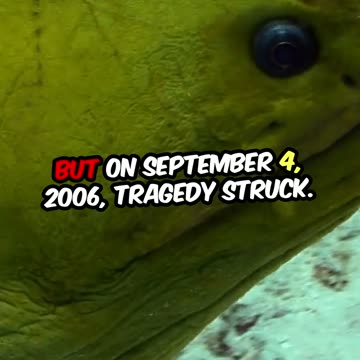 Remembering Steve Irwin Wildlife Warrior #history #staline #facts #steveirwin #nature