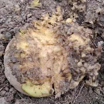 The Truth About British Mashed Potato 🥔