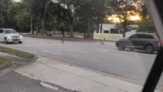 Ducks Gone Wild