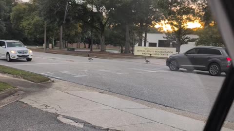 Ducks Gone Wild
