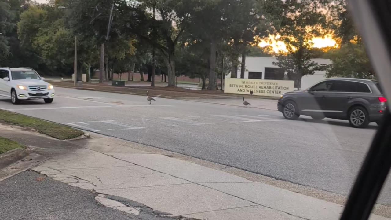 Ducks Gone Wild