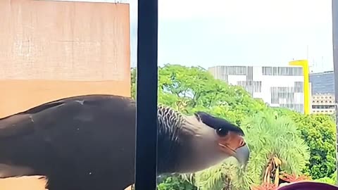 A man fed a crested caracara daily until ...