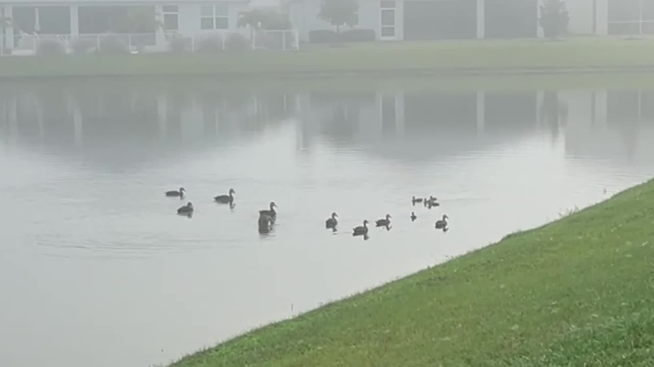 Ducks quack in the fog