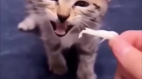 funnykittens