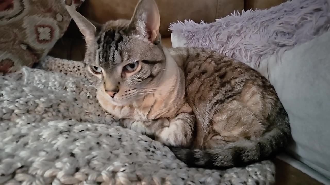 Cat on the Lookout: Adorable Side Glance Moments