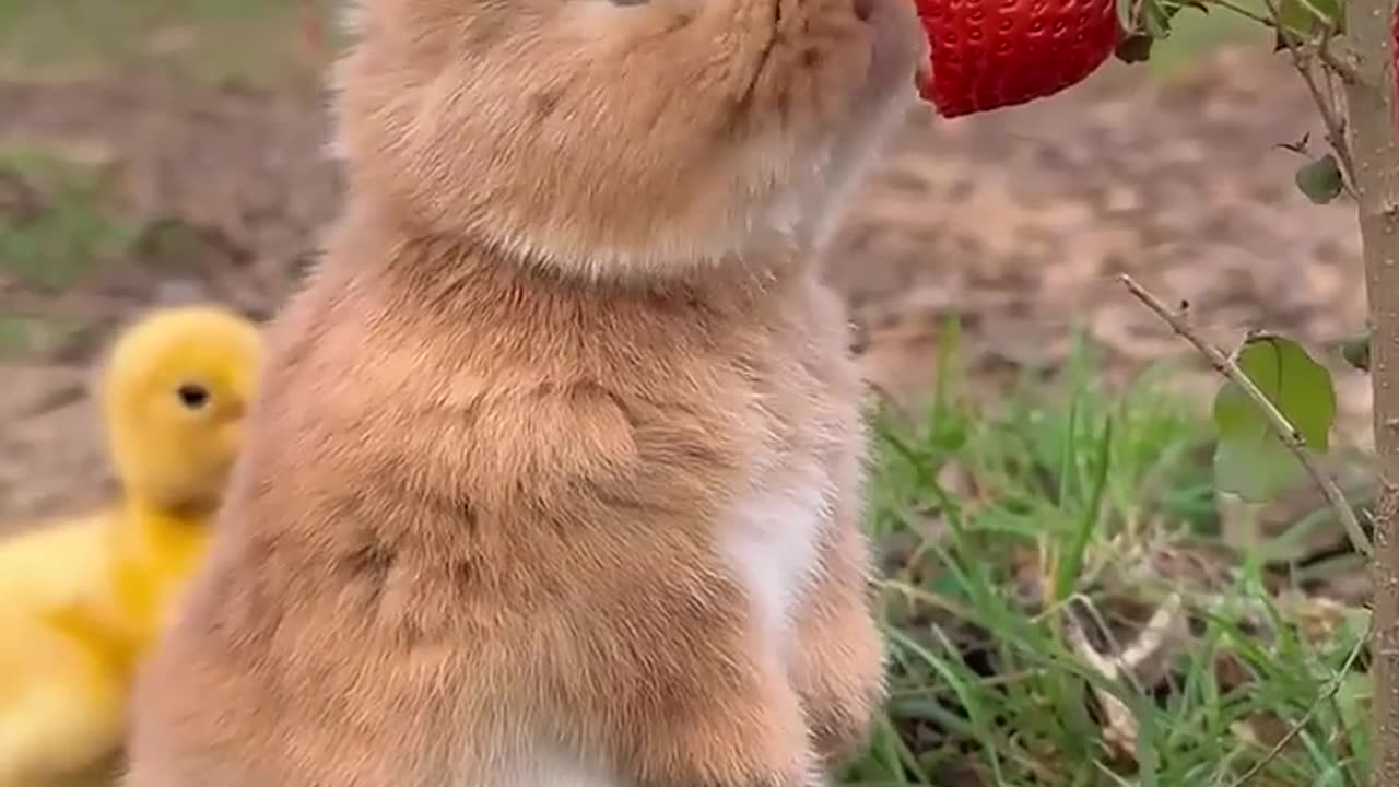 Cute rabbit❤️❤️❤️