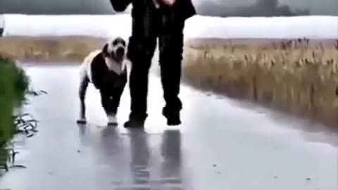 Dog's love