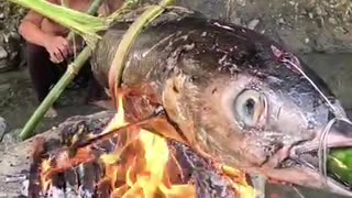 Catch a big tuna grilled