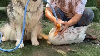 😂🐦 Dog vs. Goose: The Ultimate Showdown! | FunFM
