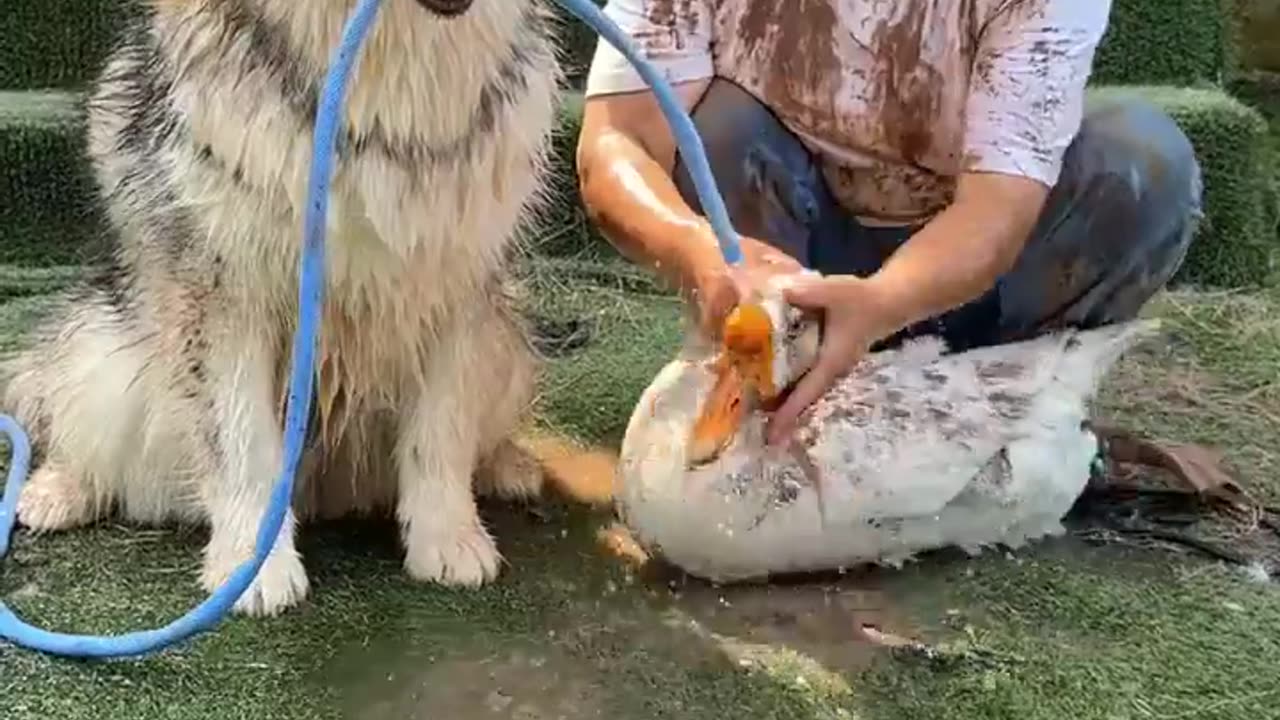 😂🐦 Dog vs. Goose: The Ultimate Showdown! | FunFM
