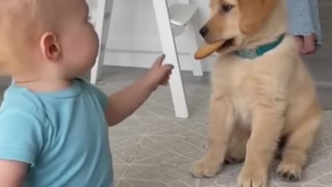 Cute Baby Playing With Animals | Adorable Baby & Pets Moments | Funny Animal Reactions”