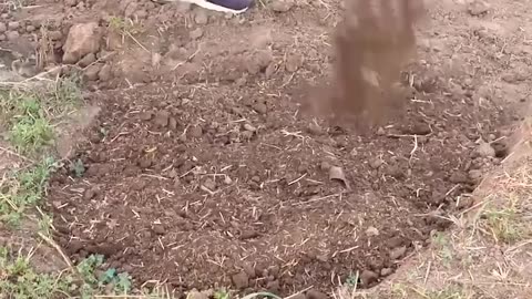 Inventive ways to grow plants and elevate your backyard 🌱