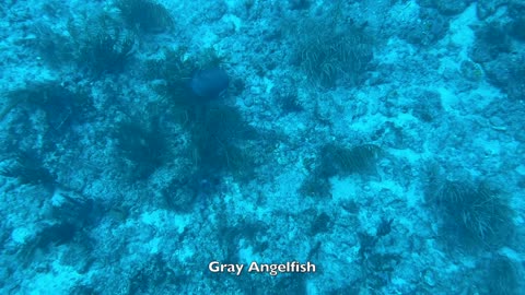Diving with Kyalami Scuba Club at Breakers Reef Trench