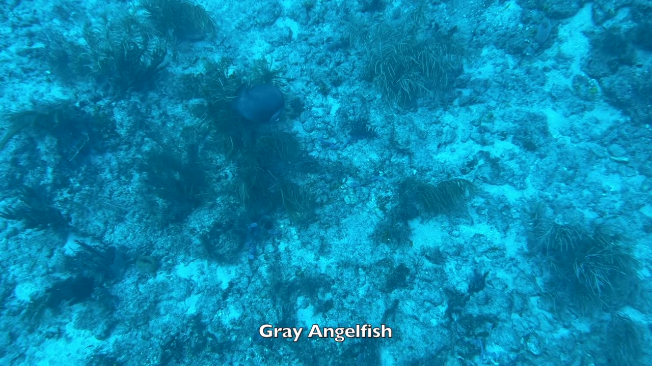 Diving with Kyalami Scuba Club at Breakers Reef Trench