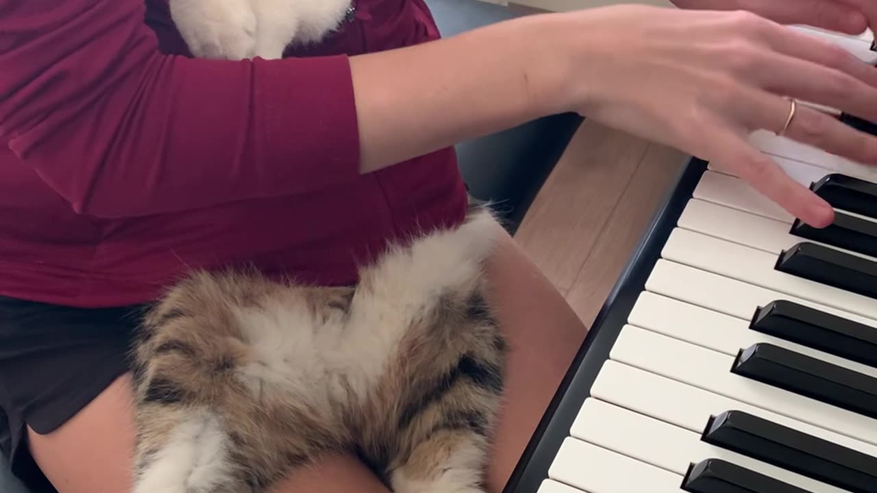 Cat Relaxes In Coat While Owner Plays Piano