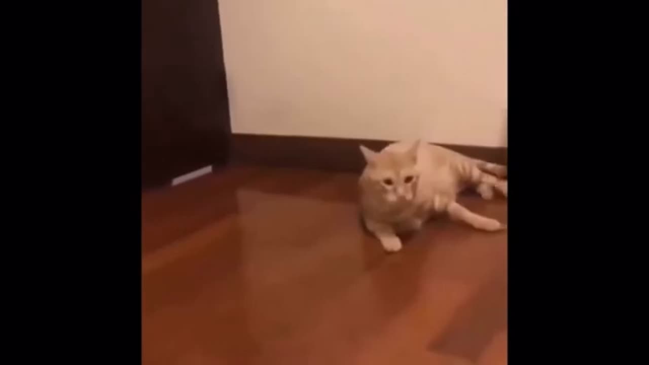 Funny Cute Cat - Try Not To Laugh...