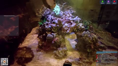 24/7 Real Live Reef Stream