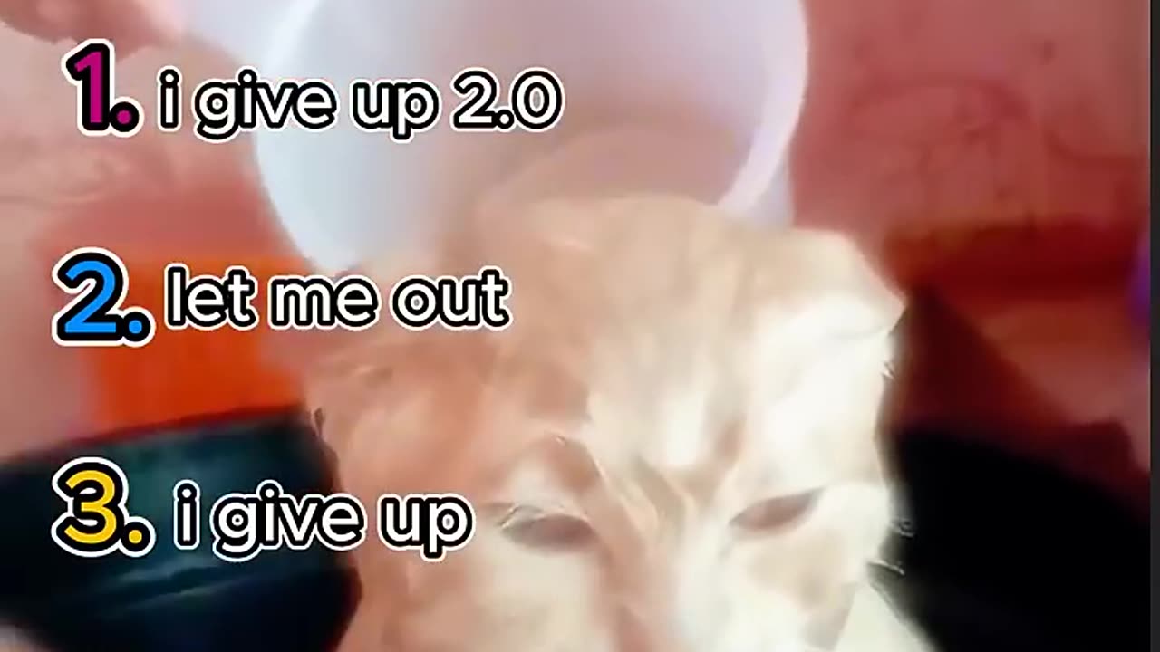 top 5 funny cat moments!!!😂😂😂