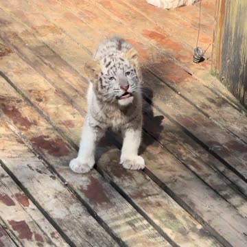 This is How the Tiger Cub is Called